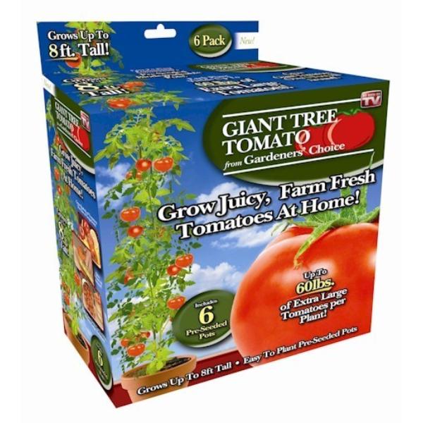 Giant Tomato Tree Grow 60 Pounds of GIANT Juicy Farm Fresh Tomatoes